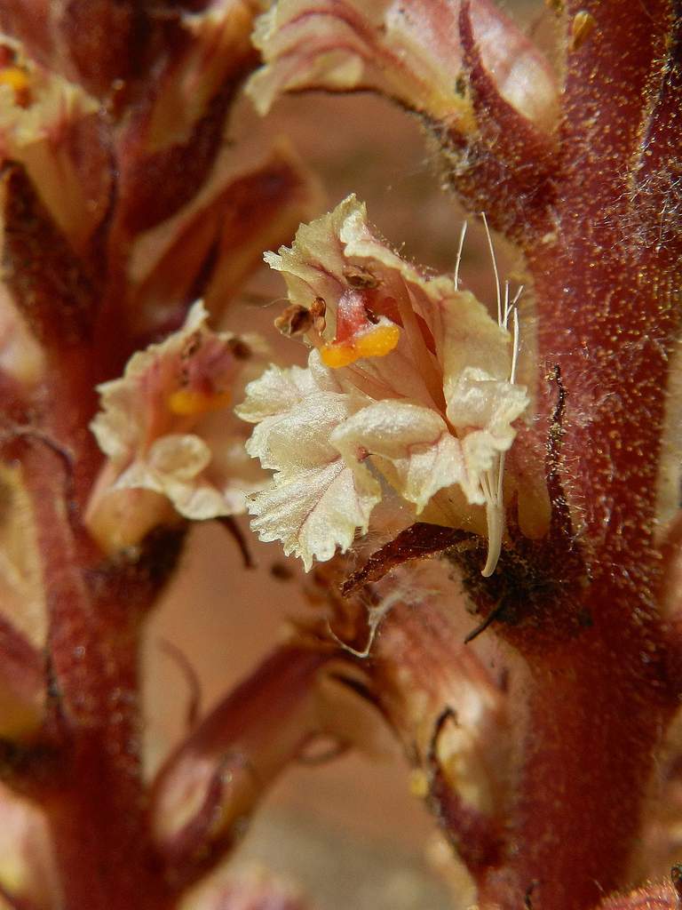 Orobanche  da determinare